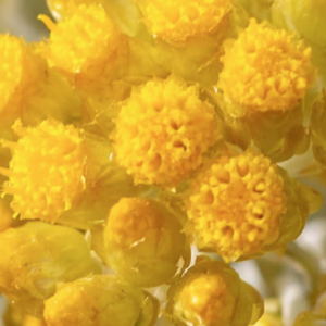 African Immortelle