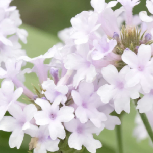 White Verbena