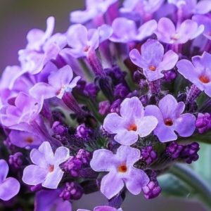 Wild Verbena