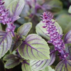 African Basil