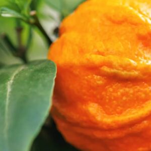 Bitter Orange Leaf