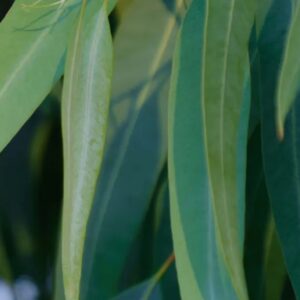 Eucalyptus Globulus