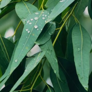 Eucalyptus Robusta