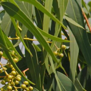 Lemon Eucalyptus