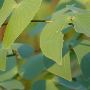 Mopane