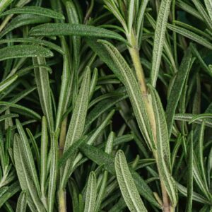 Rosemary