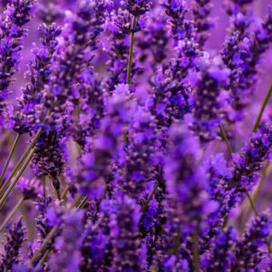 Diva Lavender