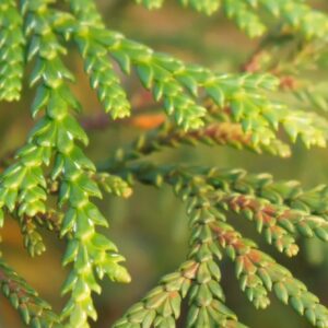 Cedar