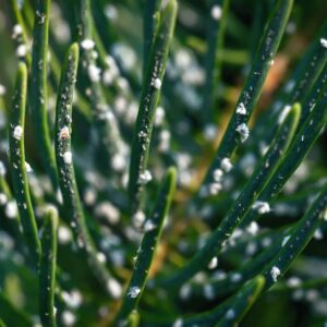 Hemlock spruce