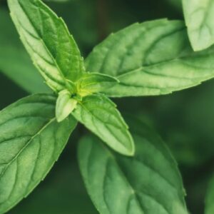 Peppermint
