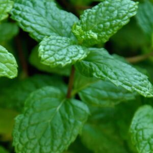 Spearmint