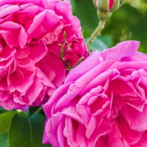 Rosa Damascena