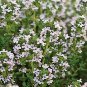 Lemon thyme
