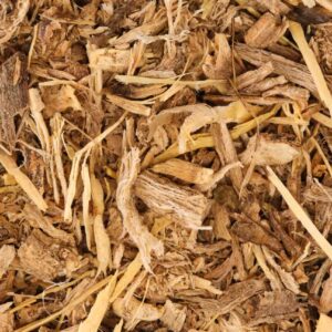 Angelica roots