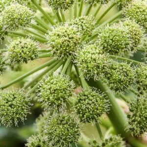 Angelica seeds