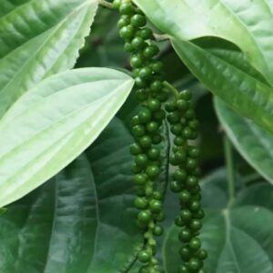 Black Pepper