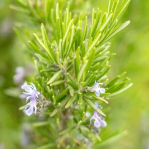 Camphor rosemary