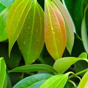 Cinnamon Leaf