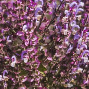 Clary sage