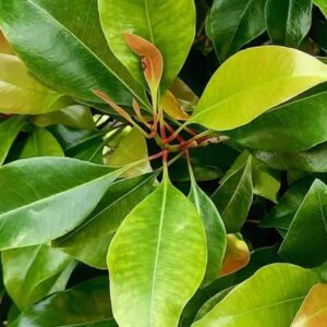 Clove Leaf