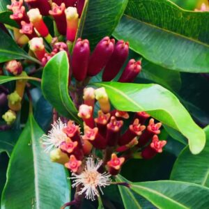 Clove Stem