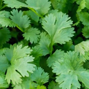 Coriander leaves