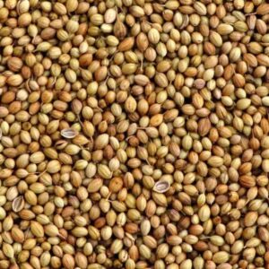 Coriander seeds