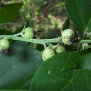 Croton Geayi