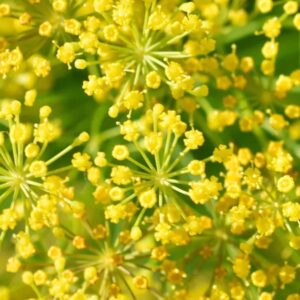 Fennel
