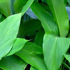 Fresh Turmeric