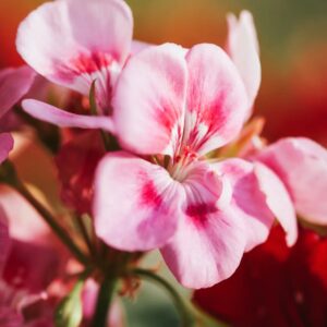 Geranium