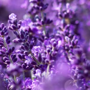 Grosso Lavender