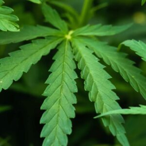 Hemp (cbd)