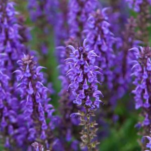 Hyssop cineole