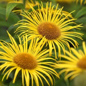 Inula