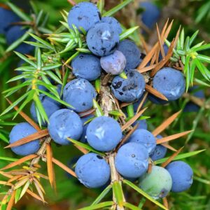 Juniper berry