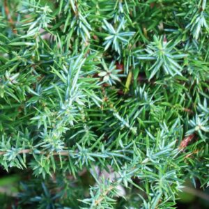 Juniper twigs