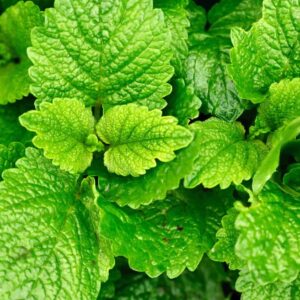 Lemon balm