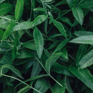 Lemon verbena