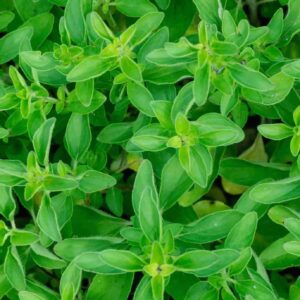 Marjoram sweet