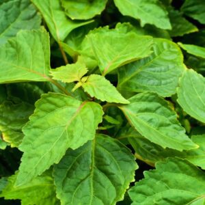 Patchouli