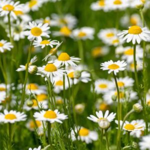 Roman Chamomile