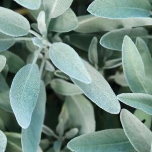 Sage