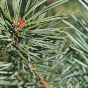Scots pine