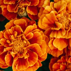 Tagetes