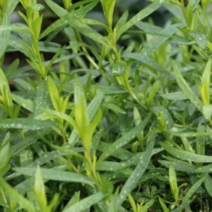 Tarragon
