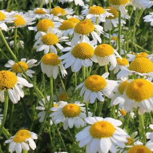 Wild Chamomile