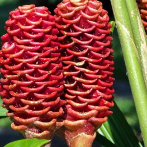 Wild Ginger