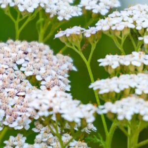 Yarrow