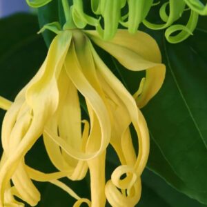 Ylang-Ylang